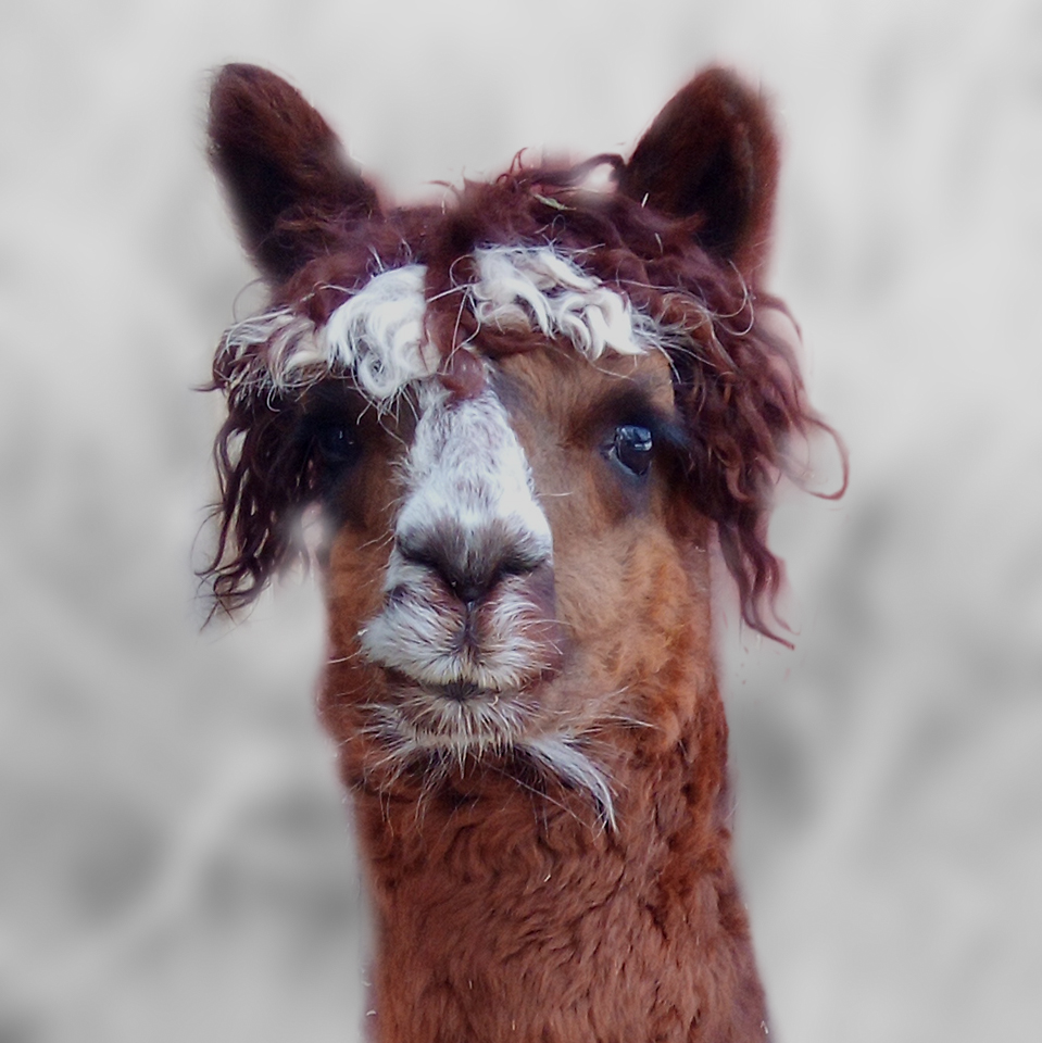 Patu