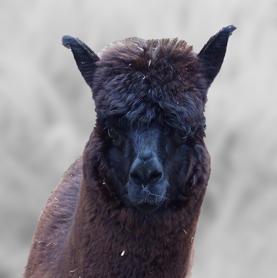 Sulo